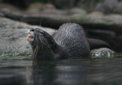 Otter at a Zoo