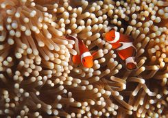 Clown Fish