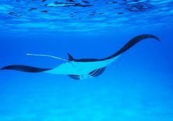 Manta Ray