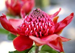 botanical-gardens-flower