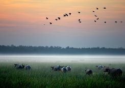 bamurru-wetlands