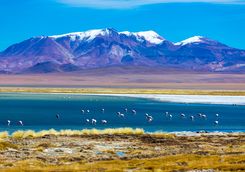 Flamingos in the Desert