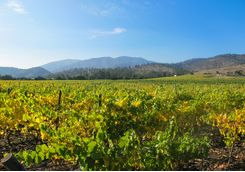 Matetic Vineyards