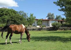 a horse at estancia los poteros