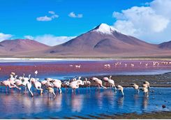 Flamingos in the Atacama Desert