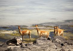 Vicuna in the Atacama