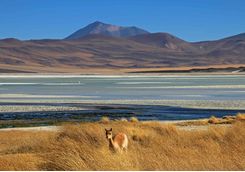 Vicuna at Salar Aguas Calientes