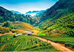 Angkhang tea plantations