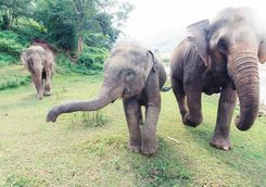 Elephants running in Chiang Mai