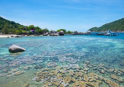Koh Tao coral reef