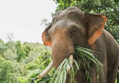 Elephant eating grass