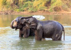 Elephants bathing in Thailand
