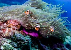 Clown fish off Phi Phi Islands