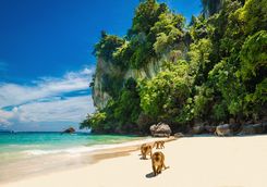 Monkeys on the beach