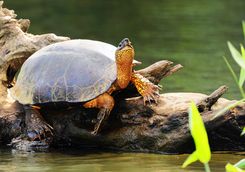 black turtle costa rica