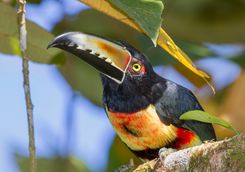 crouched collared aracari