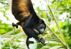 howler monkey