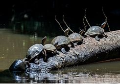 turtles