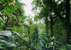rainforest