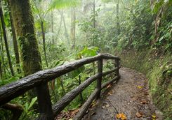 hiking along the rainforst canopy
