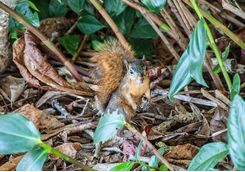 red squirrel
