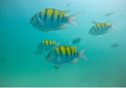 snorkelling with tropical fish costa rica