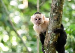 monkey