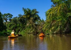 kayak in the rainforest