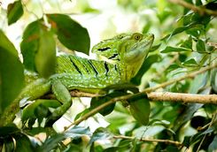 lizard in the rainforest