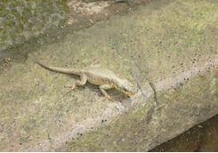 Iguana