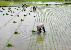 Paddyfield workers