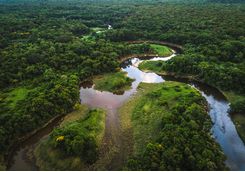 River through a Forest