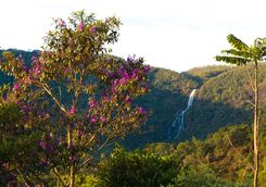 Waterfall behind a Tree