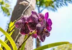 Brumadinho Flower