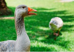 A Duck