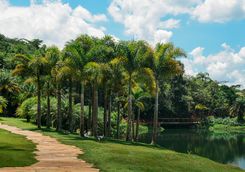 Palm Trees