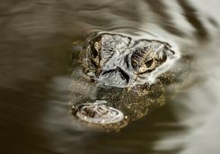 caiman