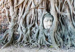 Ayutthaya buddah face