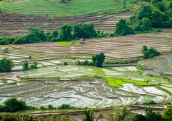 Ricefields Mae Chaem district