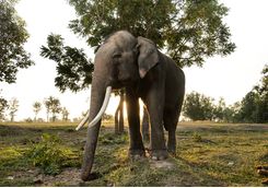 Elephant in Chiang Mai at sunset