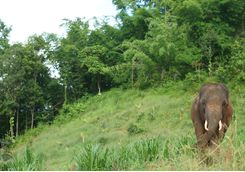 Elephant in the forest in Chiang Mai