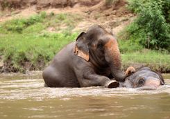 Elephants bathing