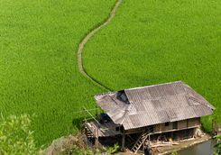 rice paddy field