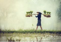 rice farming