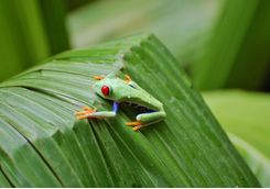 Small Frog on a Leaf