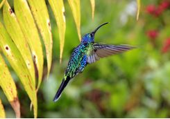 Violet Sabrewing