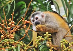 Squirrel Monkey