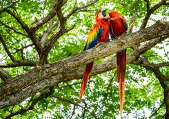 Wild Macaws