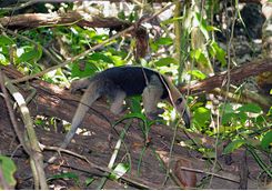 An Anteater
