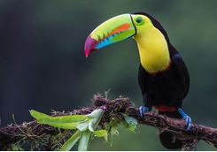 Keel Billed Toucan